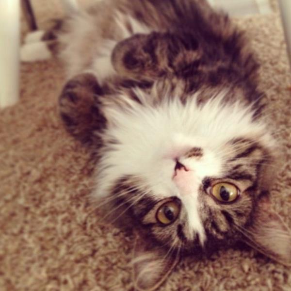 /Images/uploads/Humane Society of Utah/HSUCalendar/entries/1627thumb.jpg